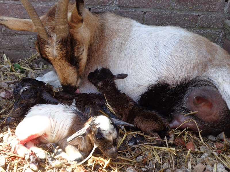 doutepoppe-boerderij-geboren