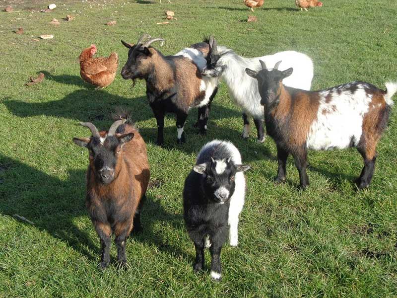 doutepoppe-boerderij-geiten
