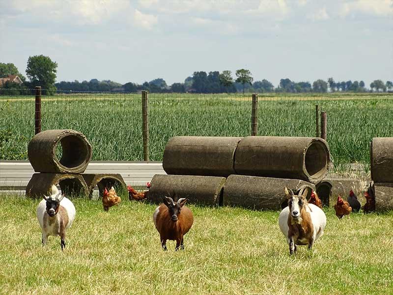 doutepoppe-boerderij-in-verwachting