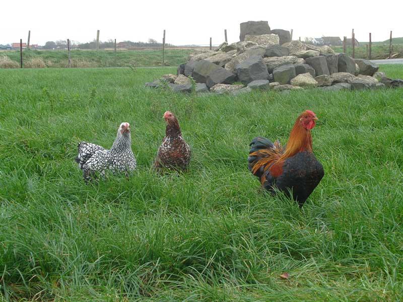 doutepoppe-doutepoppe-kippen