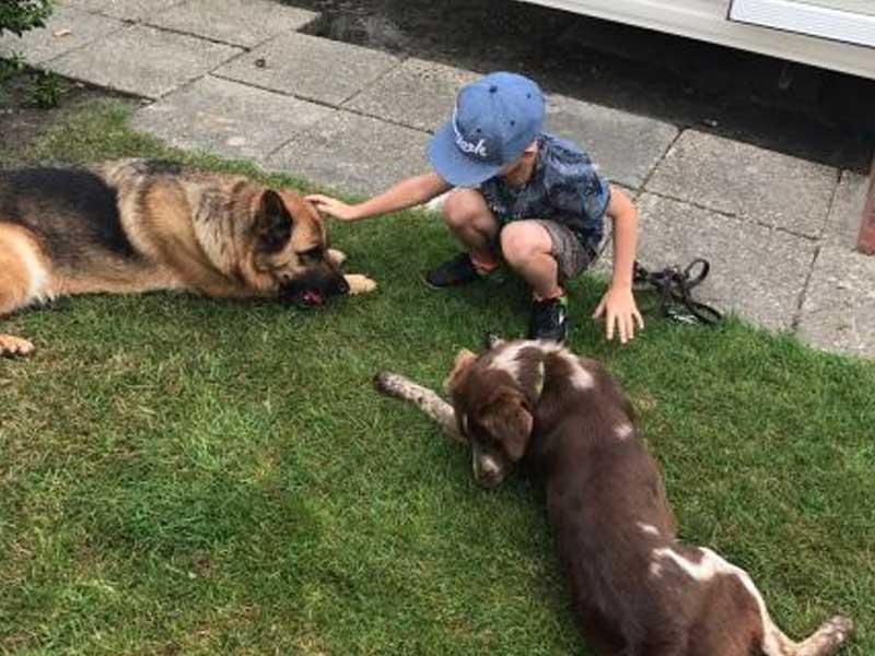 doutepoppe-honden.jpg