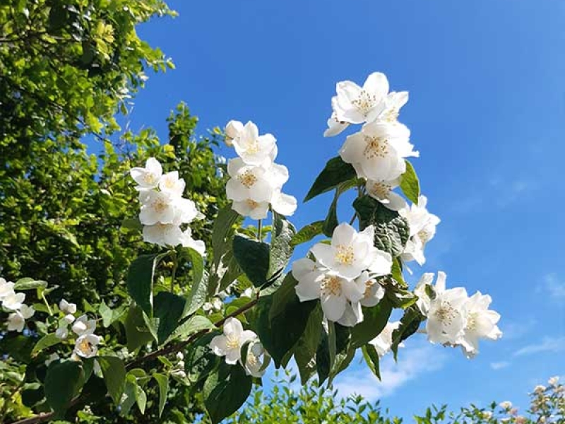 doutepoppe-zomer-2022-001