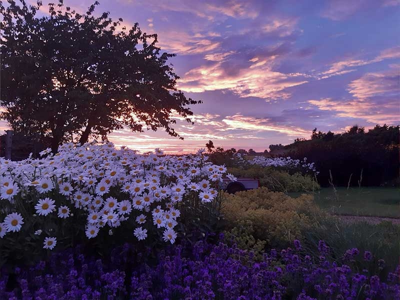 doutepoppe-zomer-2022-tuin